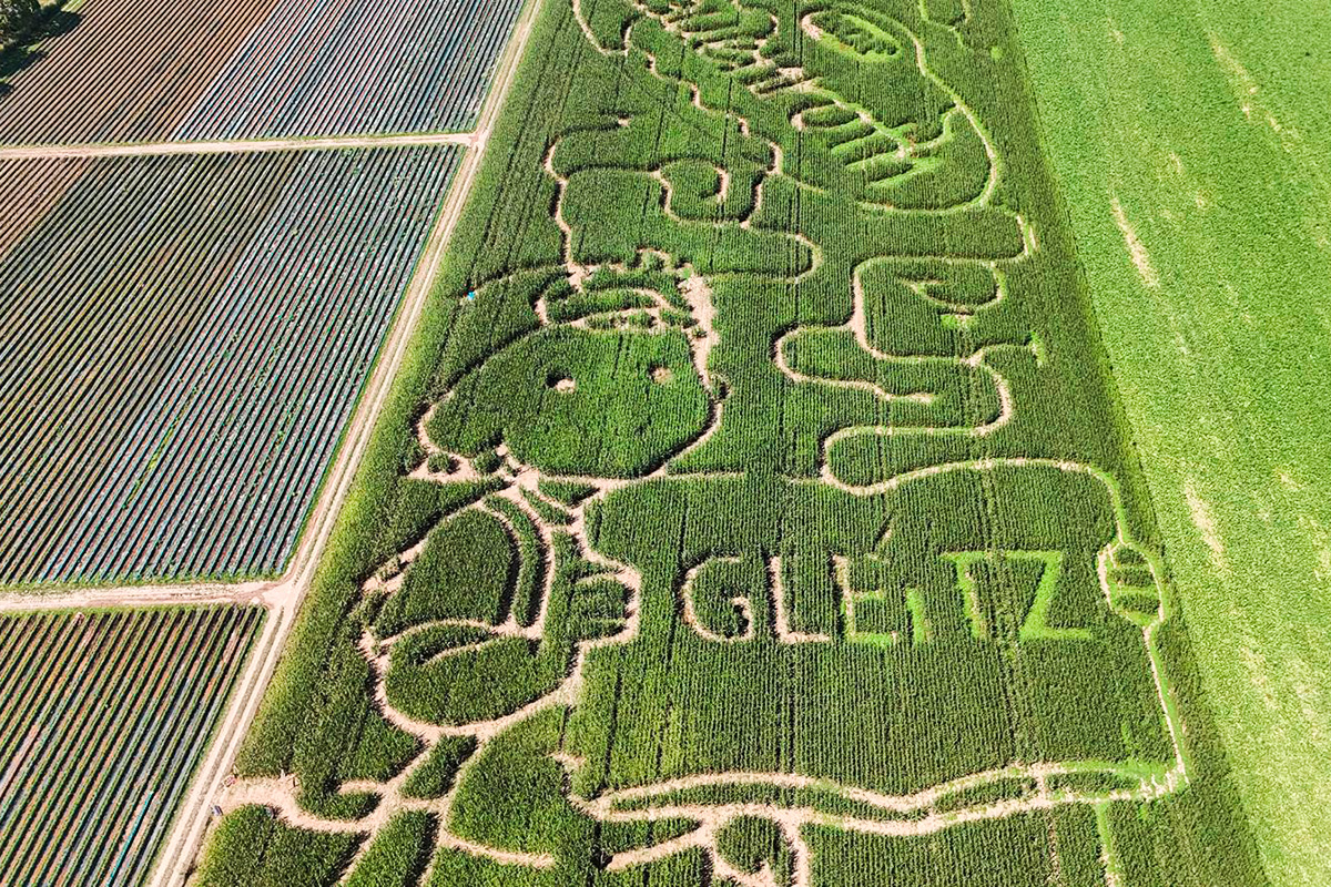 Das Mais-Labyrinth von Hof Lauenroth in Adenstedt.