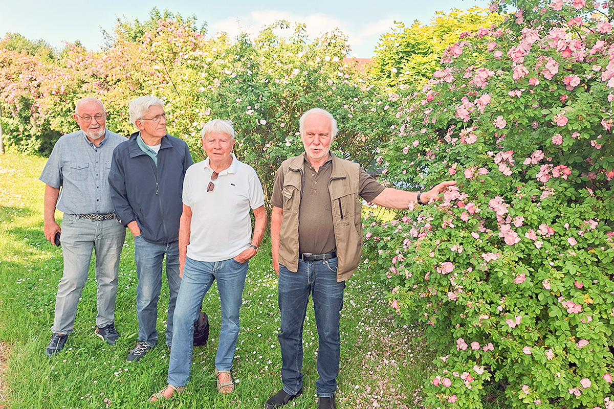 Wilhelm Hilker, Rainer Buchmann, Claus Bendorf und Horst Fette begutachten die blühenden Wildrosenbüsche.