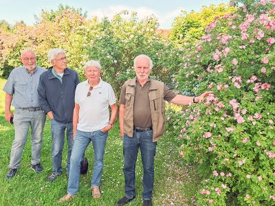 Wilhelm Hilker, Rainer Buchmann, Claus Bendorf und Horst Fette begutachten die blühenden Wildrosenbüsche.